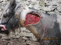 HORRIFIC: The wounds that Chance suffered were horrific, however, the ISPCA say he is recovering well