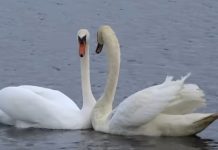 Epic swan rescue at Lough Talt