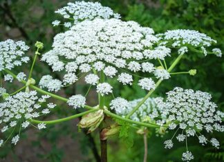 Urgent concern over Giant Hogweed infestation in Ballisodare and Collooney