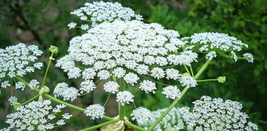 Urgent concern over Giant Hogweed infestation in Ballisodare and Collooney